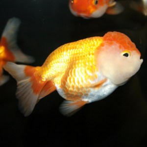 goldfish-lionhead7