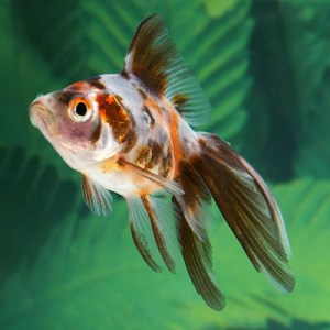 goldfish-oranda-calico