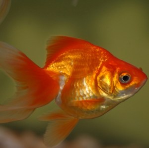 goldfish-oranda-re