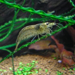 shrimp-japonica
