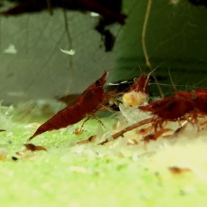shrimp-neocaridina-bloody-mary
