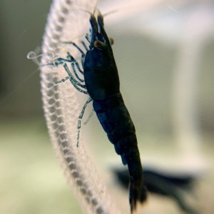 shrimp-neocaridina-blue-diamond