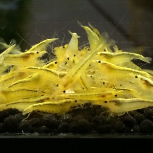 shrimp-neocaridina-yellow-fire