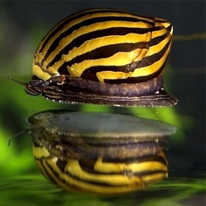zebra-snail