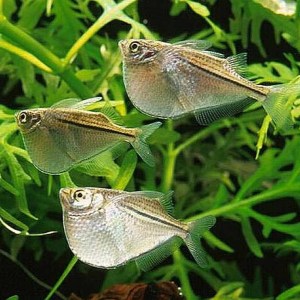 Blackwing-Hatchetfish-Carnegiella-marthae