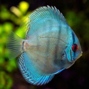 Blue-Diamond-Discus7