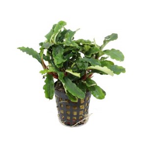 Bucephalandra-green