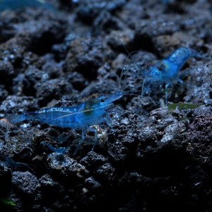 Shrimp-Neocaridina-Blue-Velvet