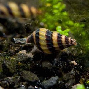 anentome-helena-snail