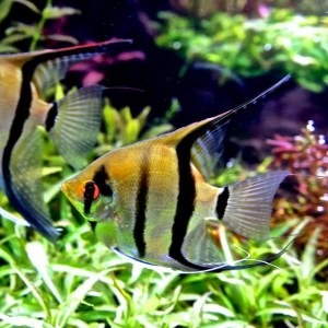 angelfish-peru-altum