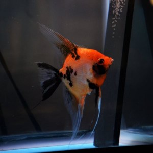 angelfish-red-devil8