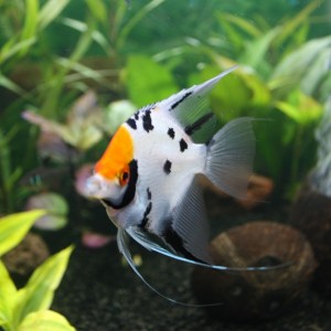 angelfish-tricolor1
