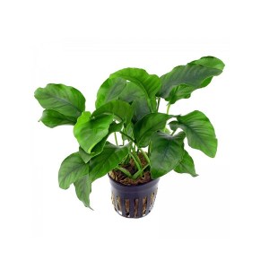 anubias-barteri-coin-leaf