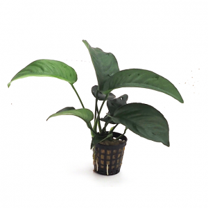 anubias-barteri