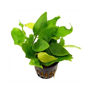 anubias-nana-gold