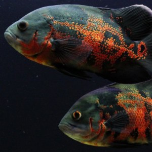 astronotus-ocellatus