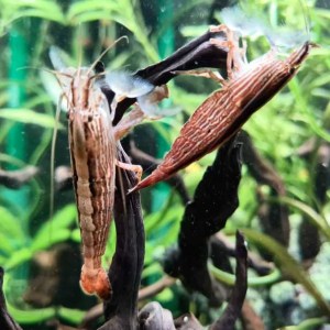 bamboo-shrimp