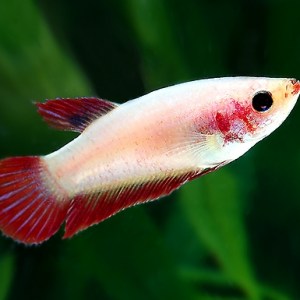 betta-female