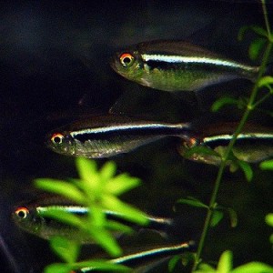 black-neon-tetra