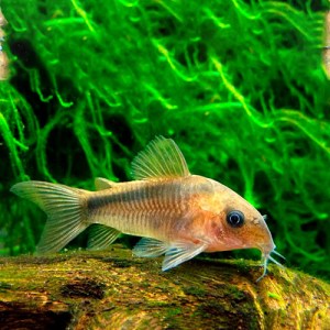 corydoras-rabauti-bluefish-aquariums