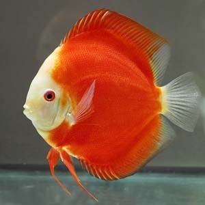 discus-red-melon7