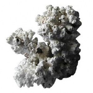 dry-coral-rock
