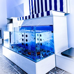 fishspa-bluefish-67