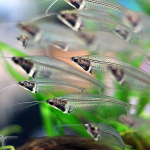 glass-catfish