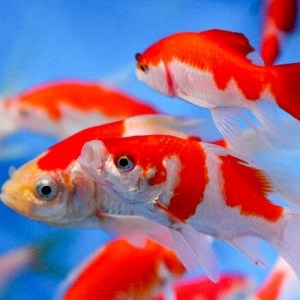 goldfish-comet-red-white