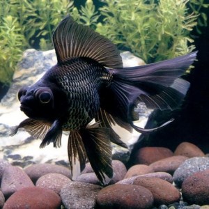 goldfish-orand-blackmoor