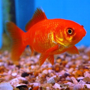 goldfish-red4