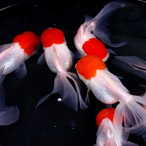 goldfish-redcap-lionhead
