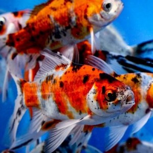 goldfish-shubunkin