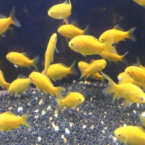 goldfish-yellow