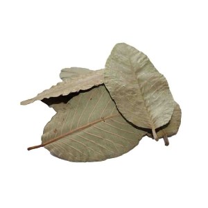 guava-leaves