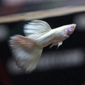 guppy-albino-platinum