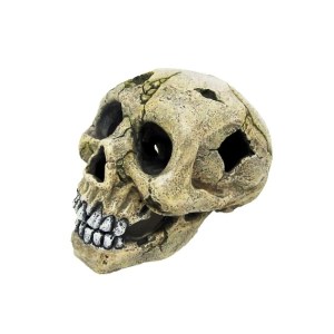 human-skull-with-hole