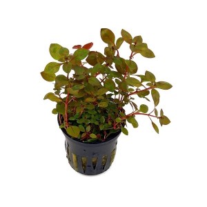 ludwigia-sp-super-red