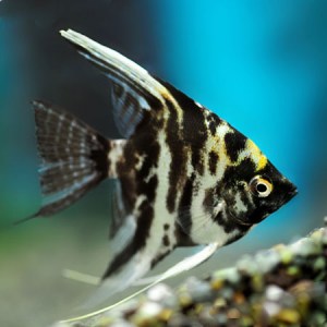 marble-angelfish