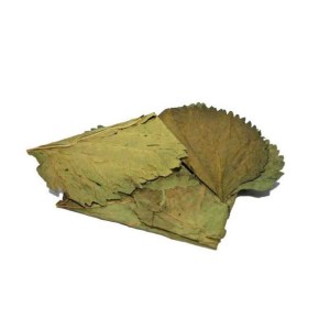 mulberry-leaves