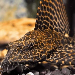 plecostomus-catfish-leopard