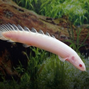 polypterus-senegalus-albino