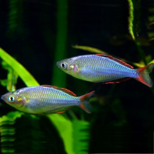 praecox-Rainbow-fish-melanotaenia