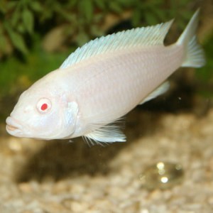 pseudotropheus-socolofi-albino