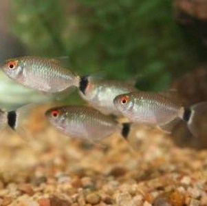 red-eye-tetra