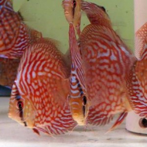 red-turquoise-discus