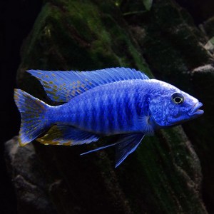 sciaenochromis-ahli