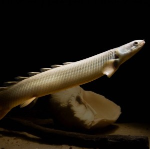 senegalus-polypterus