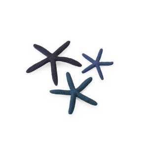 starfish-blue