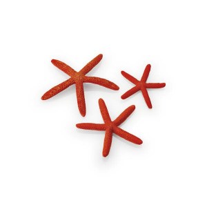 starfish-red